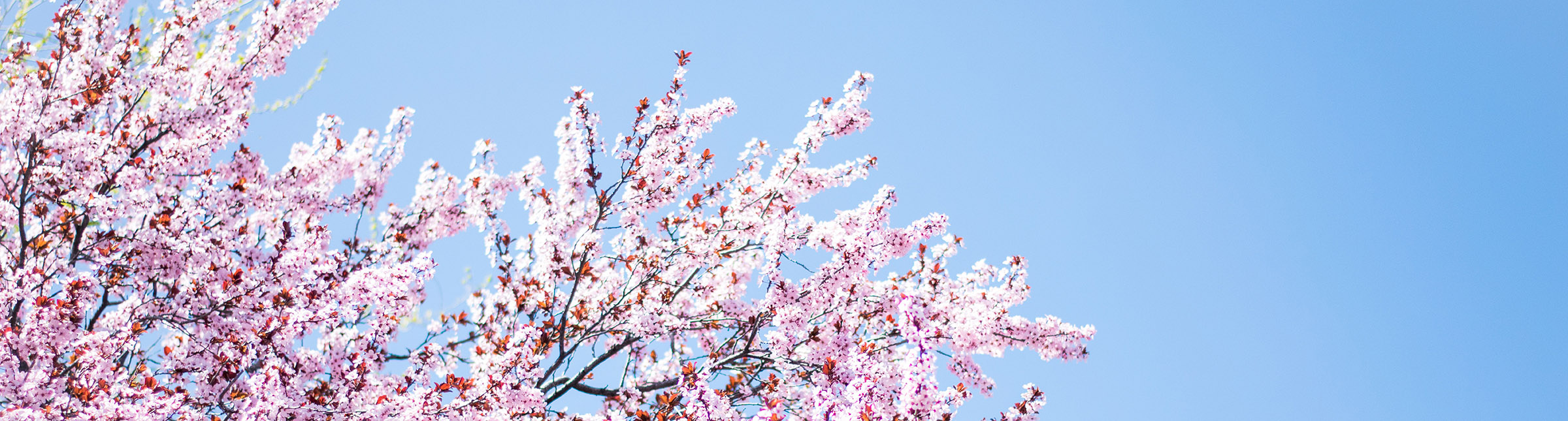 cherry blossom tree against a bright blue sky
