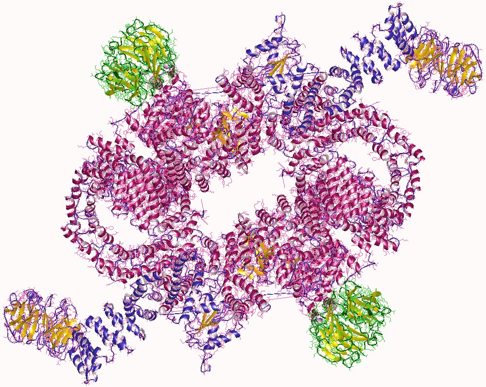 Protein crystal structure of mTORC1.
