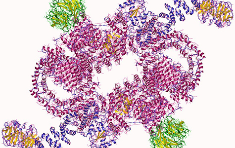 Protein crystal structure of mTORC1