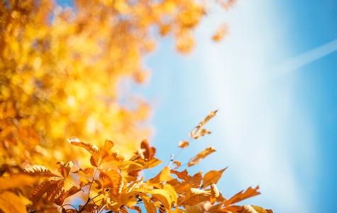 close-up of autumn leaves against a blue sky