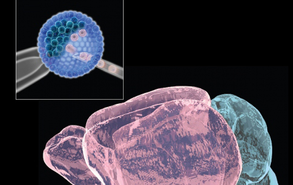 neural blastocyst complementation