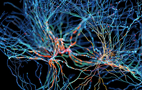 Stock illustration of brain circuits