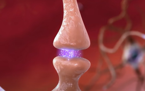 An illustration of a synapse. Credit: Modified from National Institute of Aging.