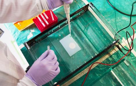 scientist pipetting DNA to perform gel electrophoresis