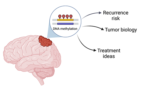 The pattern of DNA methylation in a meningioma tumor may reveal important information, such as the chances of the tumor growing back after treatment.  Credit: National Cancer Institute/Created with BioRender.com