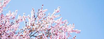 cherry blossom tree against a bright blue sky
